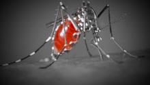 HEALTH ZIKA MOSQUITO_1454447801173.jpg