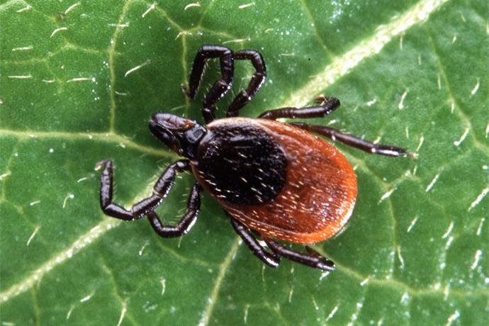 Local Doc Says Lyme Disease is Common in Region_3817688371679545984