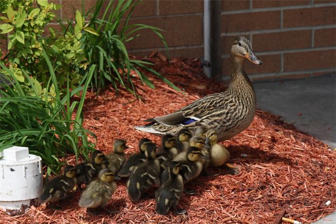 Family of Ducks_8319863722990651676