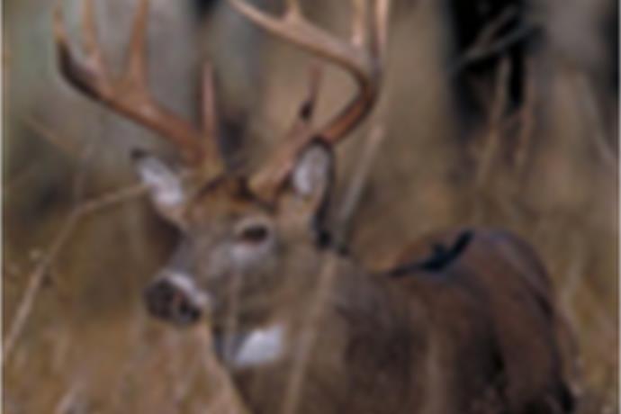 PA Deer Season Underway_-7917876996389731