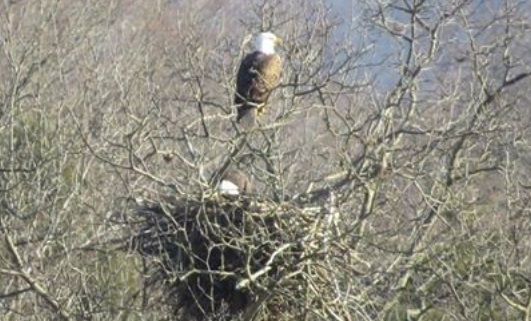 dubois eagles nest 1