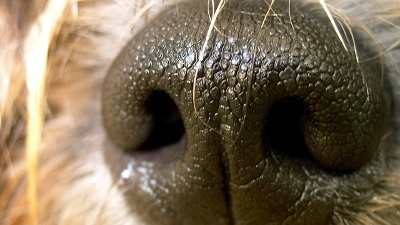 Dogs-nose-jpg_20160512024457-159532