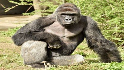 Harambe-Cincinnati-Zoo-gorilla-jpg_20160529213340-159532