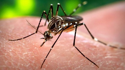 Mosquito-Zika-virus-jpg_20160407032816-159532