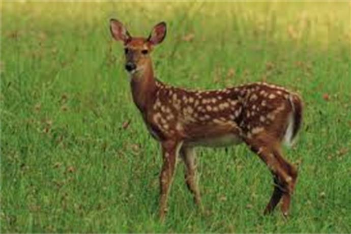 Hunter Kills Doe that Could Be infected with Chronic Wasting Disease_-85576736743273772