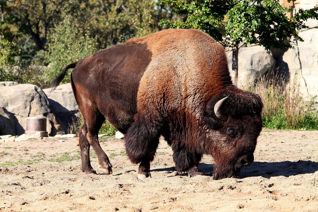 The Bison is the U-S- National Mammal_56888312-159532