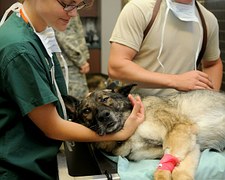 dog with vet_1464300463847.jpg