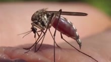 Zika mosquito_1464210897269.jpg