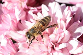 bee on flower_1467140298099.jpg