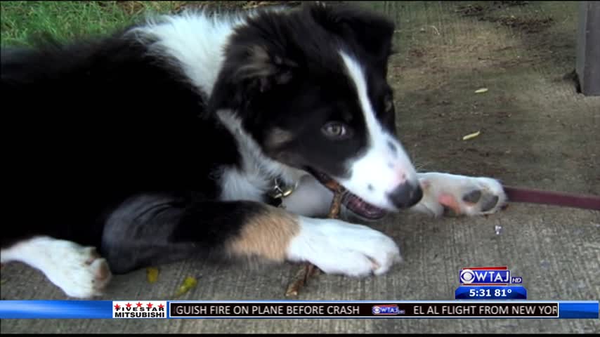 Dog bit by rattlesnake during hike_50314793-159532