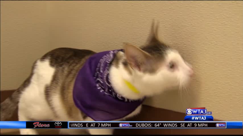 Domestic violence event to focus on pet abuse_94731362-159532