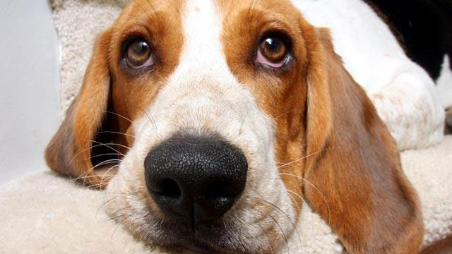 beagle--dog--closeup-jpg_159206_ver1_20161218220936-159532