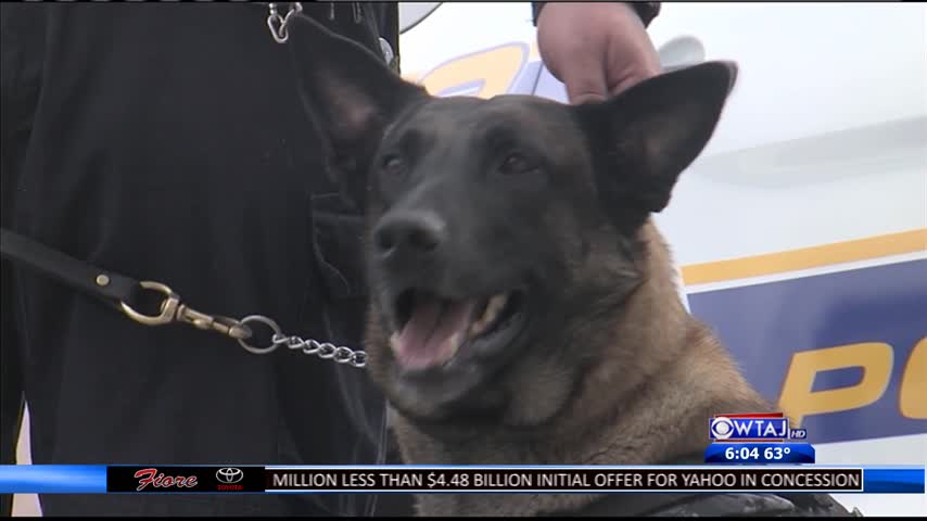 New vests for Johnstown police dogs