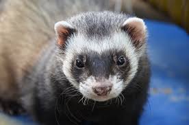 white and black ferret_1492467089720.jpg