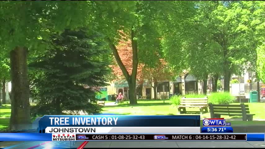 Johnstown tree inventory