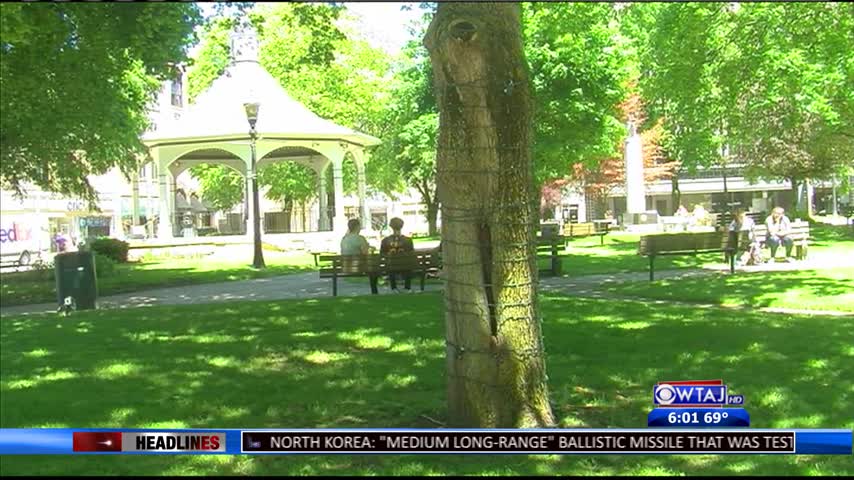 Diversity of Johnstown Primary Election candidates