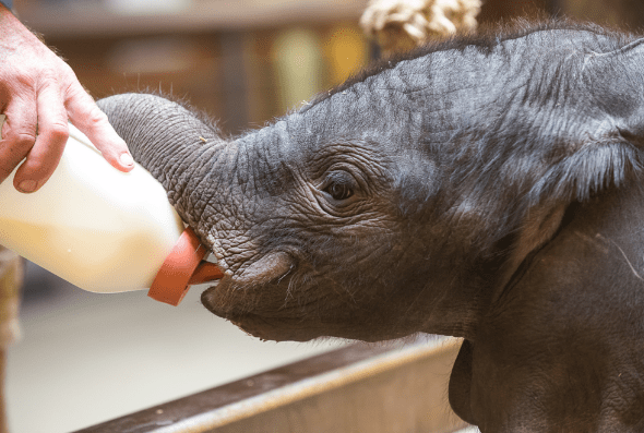 baby elephant pitt zoo_1499399398386.PNG