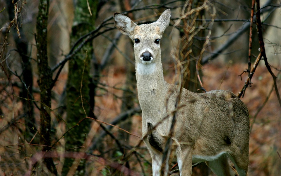 doe hunting_1499475724506.jpg