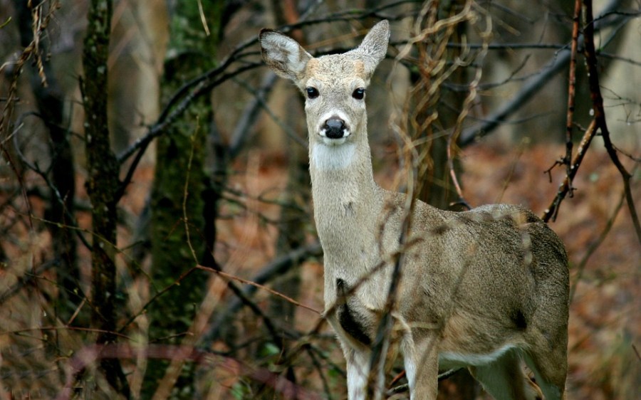 doe hunting_1499475724506.jpg