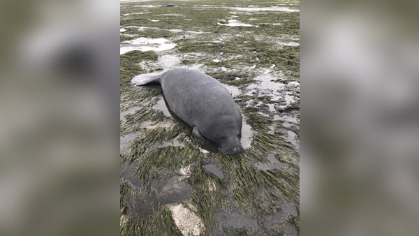 manatee rescued from low water