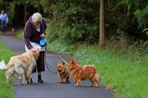 old lady walks dogs_1504282576205.jpg