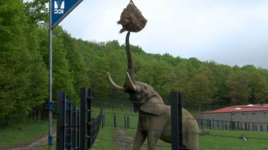 elephant hay feeder_1527115227990.jpg.jpg