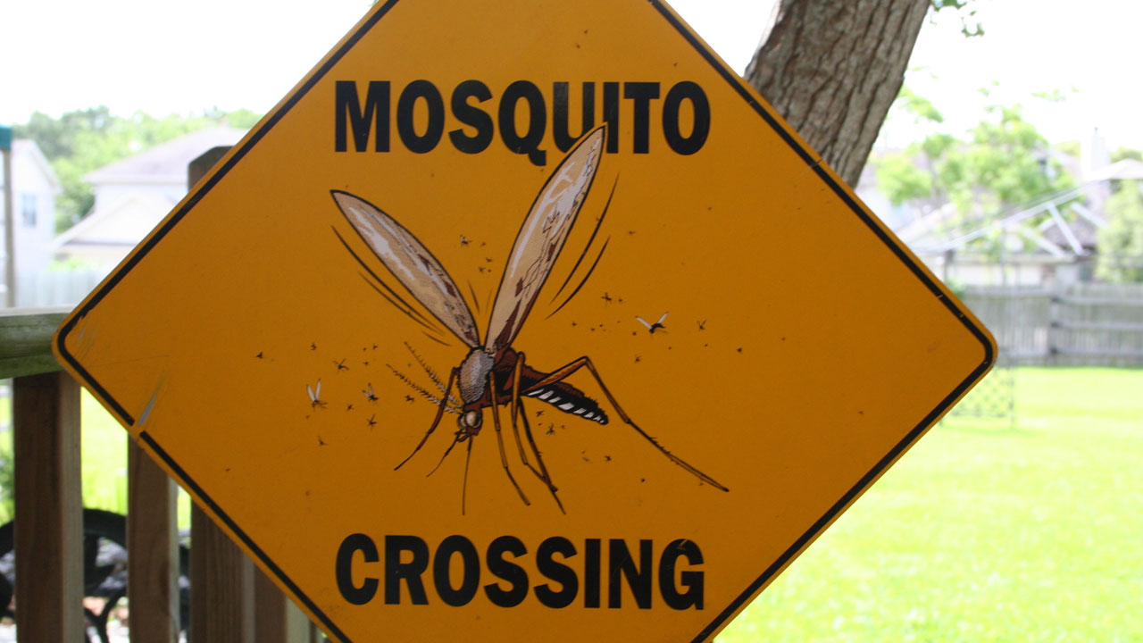 mosquito crossing sign72001558-159532