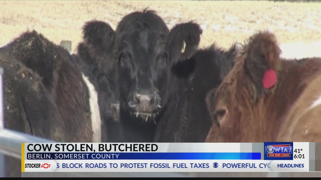 Cow stolen, butchered