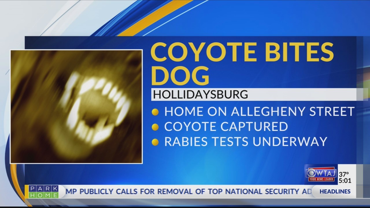 Coyote_bites_dog_0_20181113225542