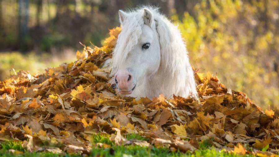 WEB18-WeatherClimate-PonyInAutumnLeaves-2532x1424_1539808638766.jpg