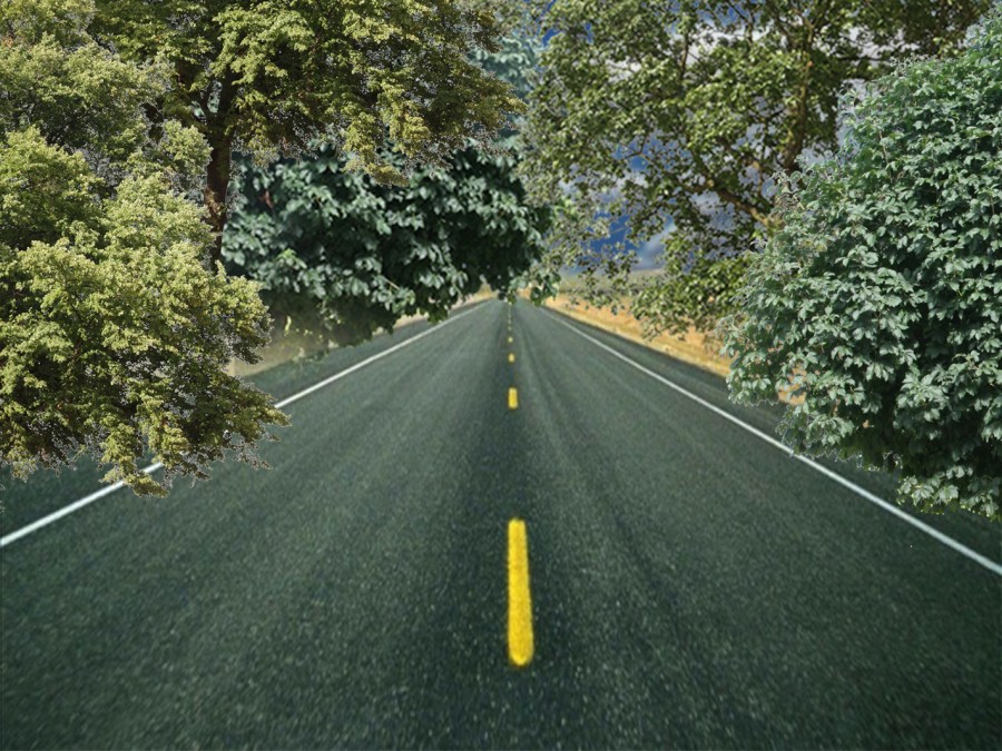 trees n roadway_1544467826203.jpg.jpg