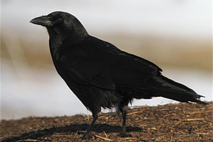 Crow Relocation Program_-2406623795932543051