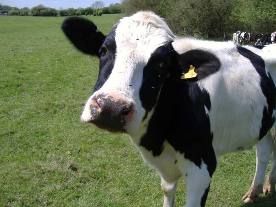 Cows in Spring Township_1550686297387.jpg.jpg