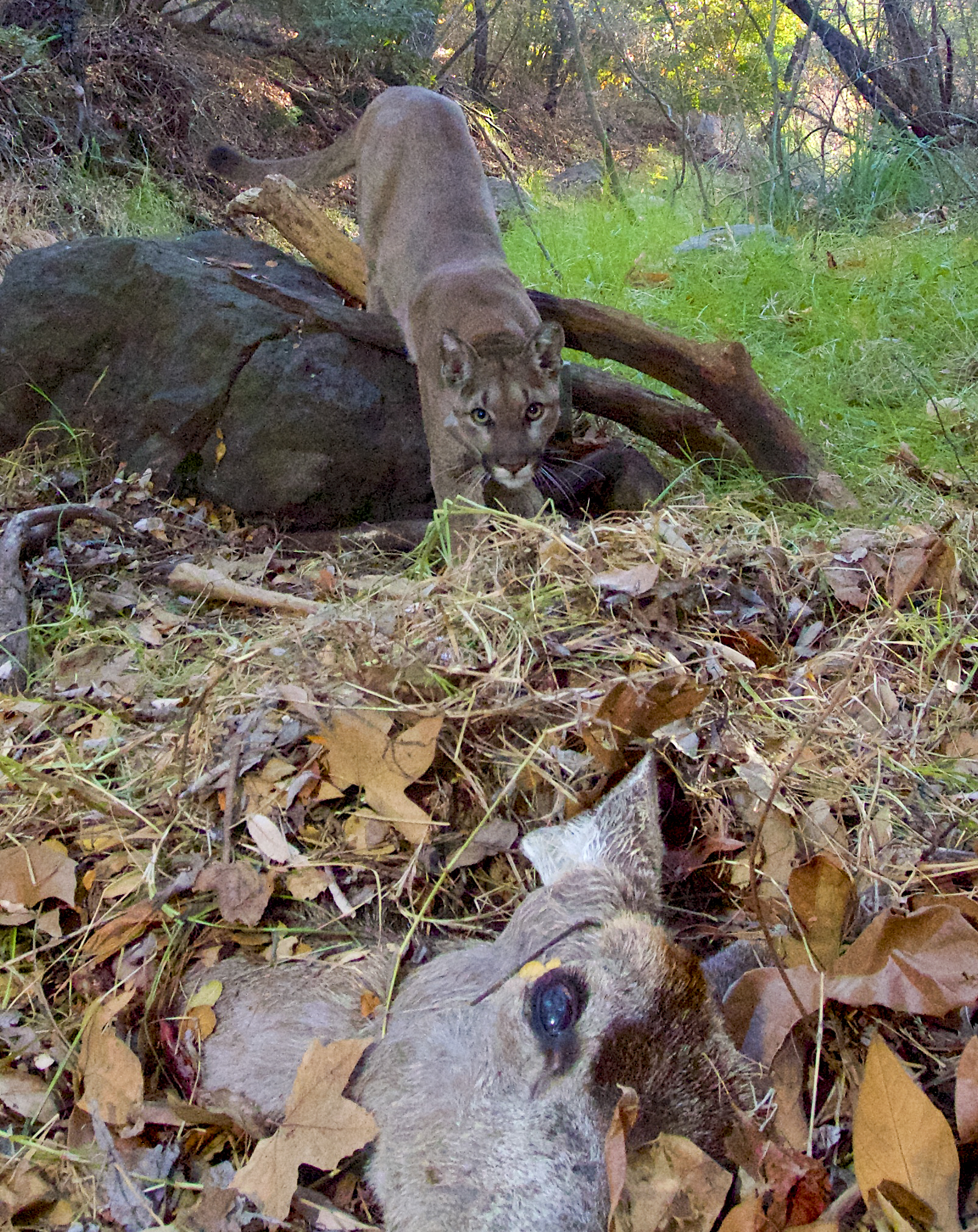 Mountain_Lion_Killed_36117-159532.jpg85125517