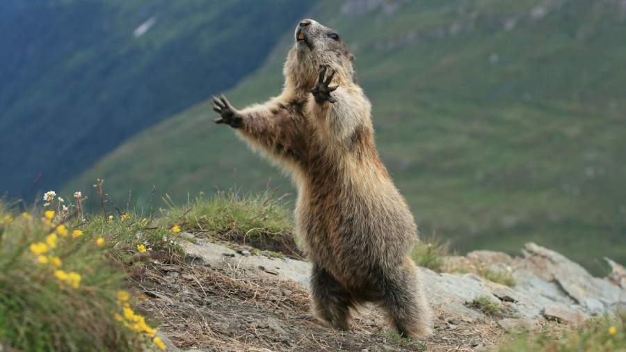 WEB19-WeatherClimate-Groundhog-Marmot-3675x2068_1549483819453.jpg