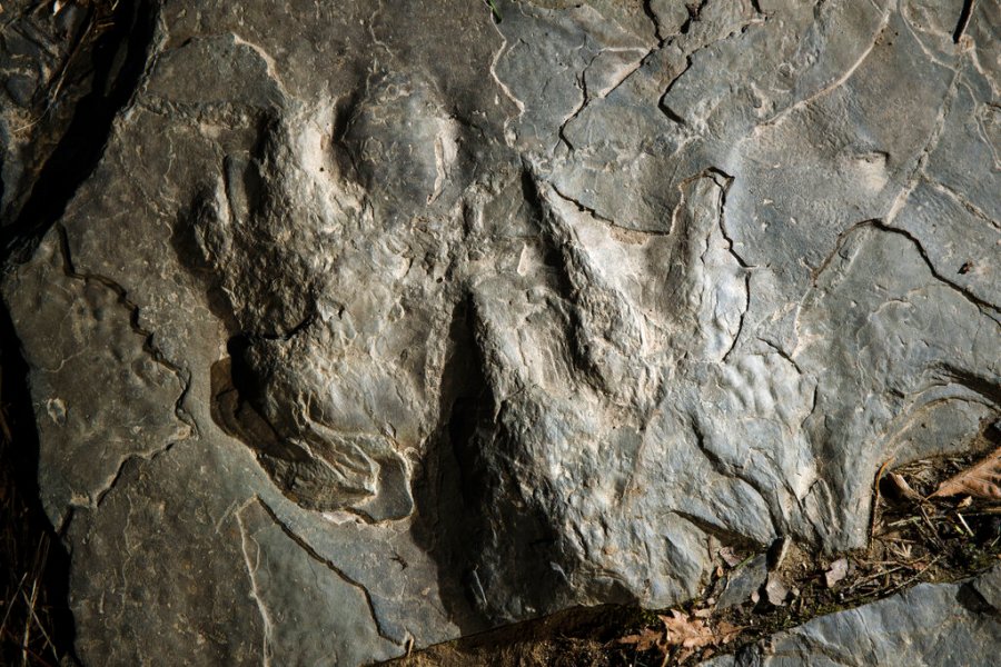 Dinosaur Tracks-Valley Forge_1551905968803