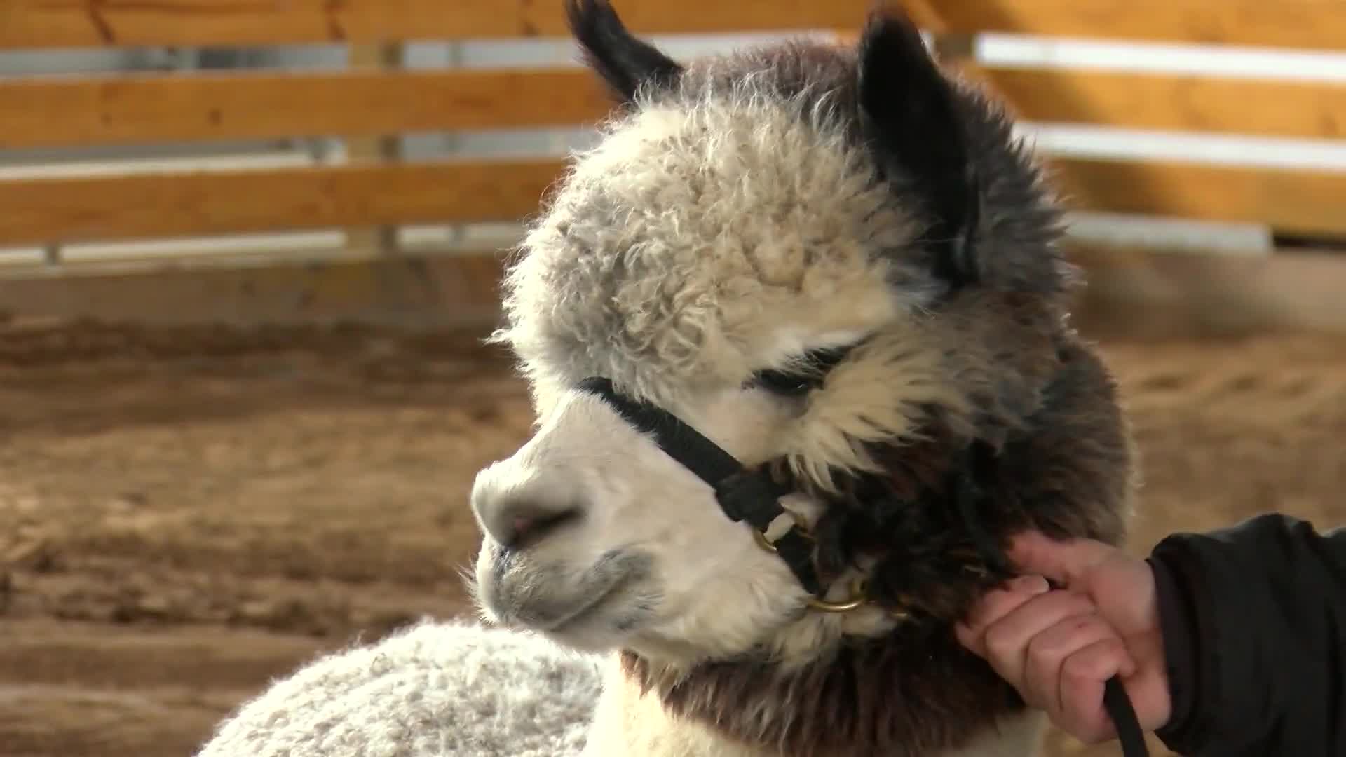 CUTE ALPACA_1551994180574.jpg.jpg