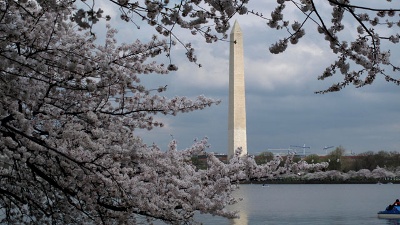 Cherry-blossoms--Washington-Monument-jpg_20161209170456-159532