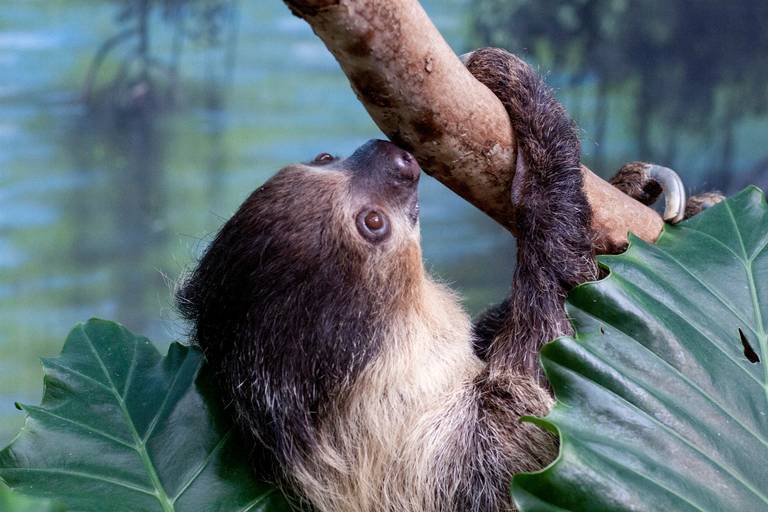 US-NEWS-TWO-TOED-SLOTH-AT-DENVER-ZOO-KDV_1553698655456.jpg