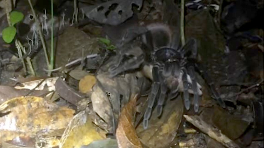 tarantula possum_1551462592882.jpg-60106292.jpg