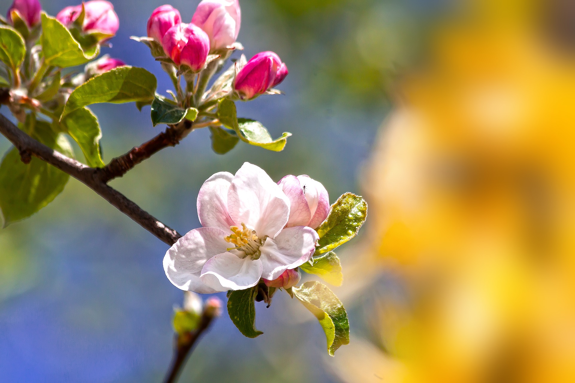 apple-blossom-4131785_1920_1556129993340.jpg