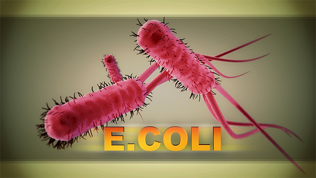 e coli ecoli cdc generic web ap_1554495892519.jpg.jpg