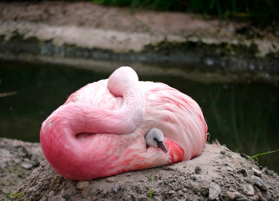 Britian_Heat_Flamingos_70226-159532.jpg15894876