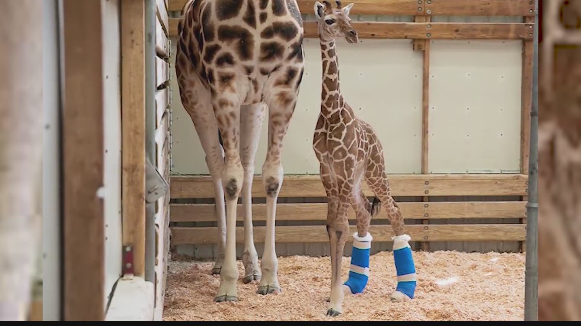 Giraffe Therapeutic Shoes