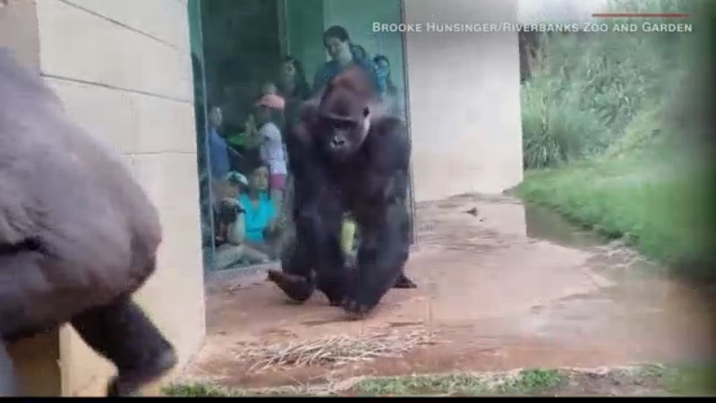 Gorilla dodges rain