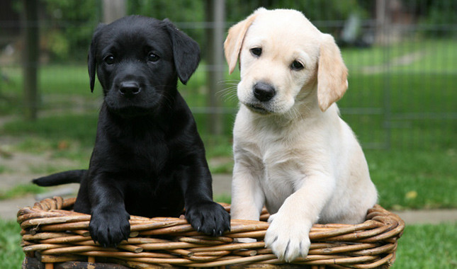 LAB DOGS_1557257510137.jfif.jpg