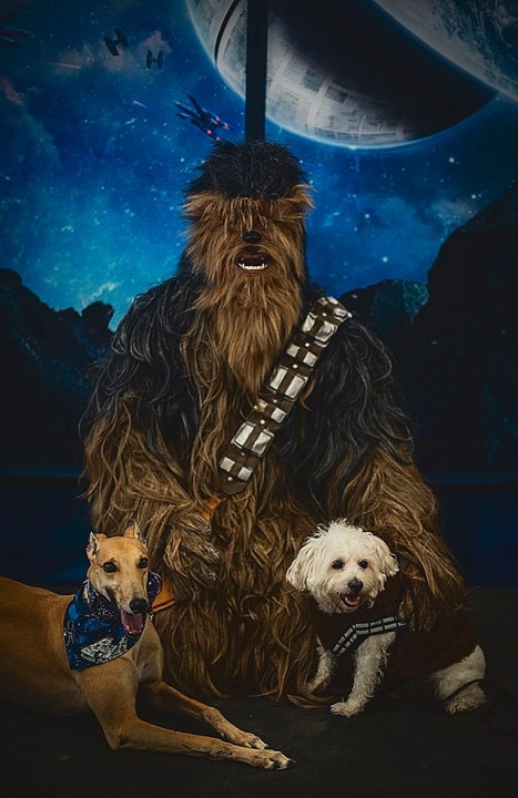 Star Wars Pet Valu_1557178500514.jpg.jpg