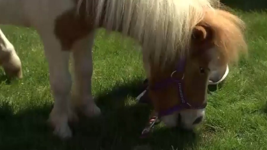 THERAPY HORSES Pic for web_050119_1556763921612.jpg.jpg