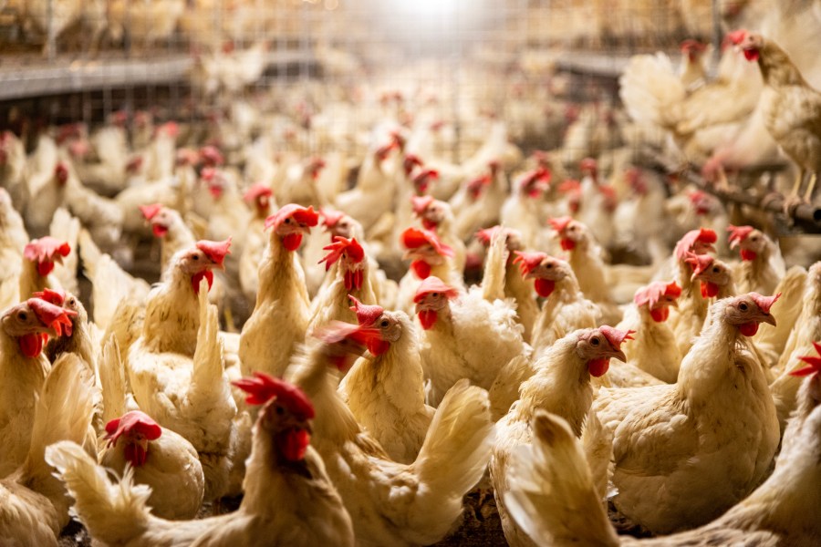 Interior of chicken farm with many white chickens